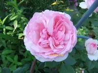 016.webp
