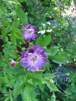 017.webp