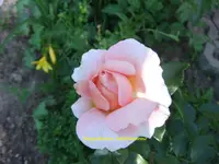 018.webp