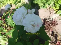 019.webp