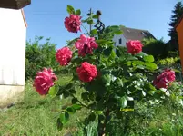 025.webp
