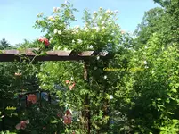 028.webp