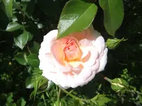 007.webp
