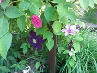 030.webp