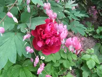 001.webp