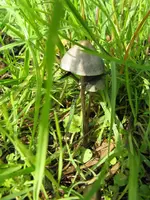 002_720x960.webp