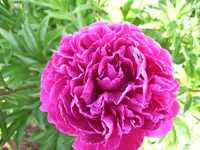 100_2013.webp
