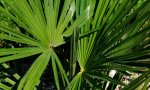 trachycarpus.fortunei_0013.jpg