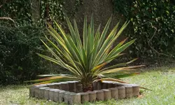 yucca.gloriosa.variegata_0011.webp