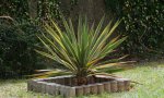 yucca.gloriosa.variegata_0011.jpg