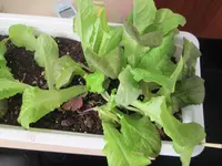 IMG_0001_salat.jpg