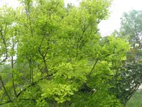 001.webp