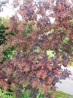 002.webp