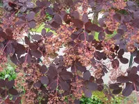 004.webp