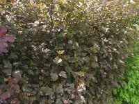 010.webp