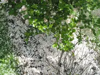 008.webp