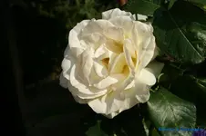comp_DSC05047.webp