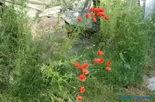 comp_DSC05050.webp