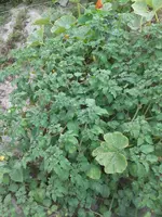 20150814_155443.webp