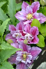 DSC_3359.webp