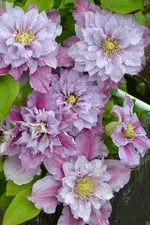 DSC_3361.jpg