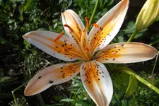 SAM_1536.webp
