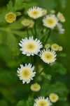 DSC_3395.jpg