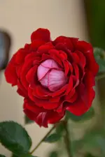 DSC_3270.webp