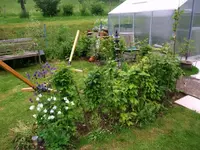 2016-06-02 Buchenhecke.webp