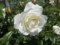 Bilda421.webp