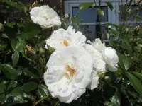 Bilda417.webp