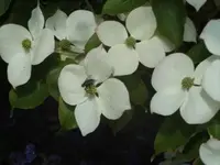 Bilda547.webp