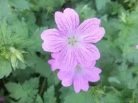 Bilda688.webp