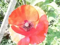 Bilda624.webp
