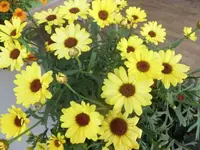Bilda812.webp