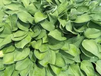 Bilda484.webp