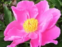 Bilda463.webp