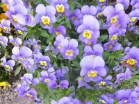 Bilda206.webp