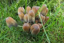 DSCF6251.webp
