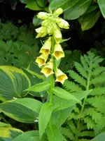 DSCN9213.webp
