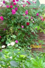 IMG_6241.webp