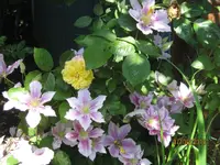 IMG_6242.webp