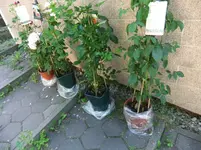 009.webp