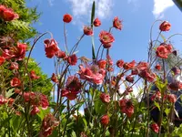 DSCF9431.webp