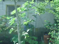 Sonnenblume.webp