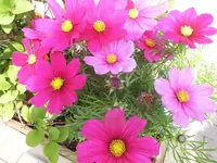 Bilda1057.webp