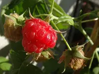 026.webp