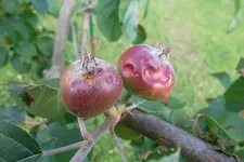 SAM_1537.webp