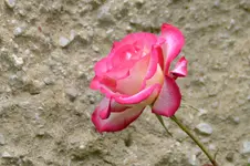 DSC_3994.webp