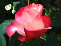IMG_0958.jpg